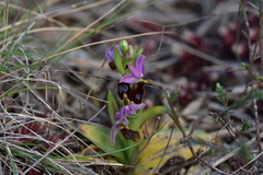 Ophrys bertolonii flavicans