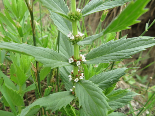 rough bugleweed (Lycopus asper)