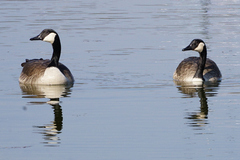 Branta canadensis