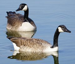 Branta canadensis