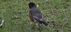 Turdus migratorius