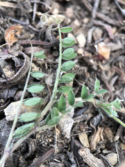 Vicia benghalensis