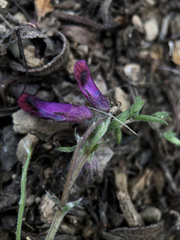 Vicia benghalensis