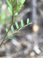 Vicia benghalensis