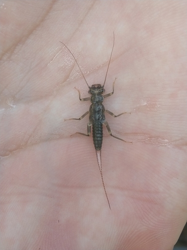 iNaturalist observation photo of Systellognatha