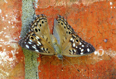 Asterocampa celtis celtis