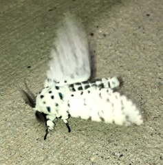Kamalia multipunctata