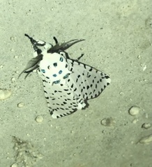 Kamalia multipunctata