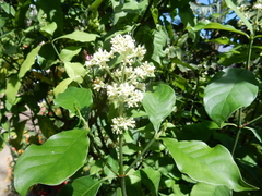 Psychotria alba