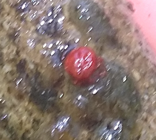 iNaturalist observation photo of Water Mites