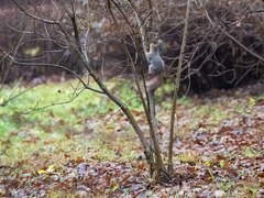 Sciurus vulgaris