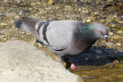 Columba livia domestica