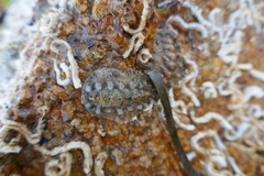 Acanthochitona fascicularis