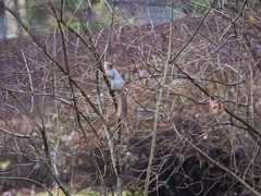 Sciurus vulgaris