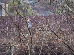 Sciurus vulgaris