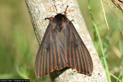 Heliconisa pagenstecheri