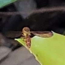 Nuntianus cubanus
