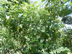 Psychotria alba