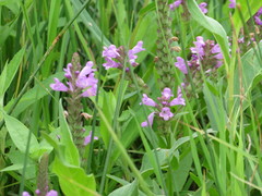 Physostegia ledinghamii