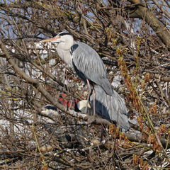 Ardea cinerea
