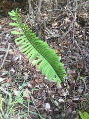 Polypodium pellucidum