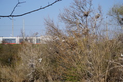 Ardea cinerea