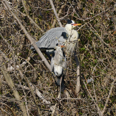Ardea cinerea