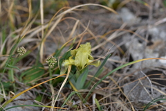 Iris adriatica