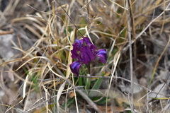 Iris adriatica