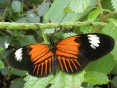 Heliconius erato emma
