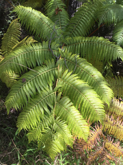 Cibotium glaucum