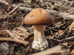 Melanoleuca cognata