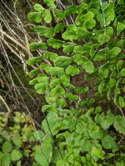 Adiantum raddianum