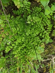 Adiantum raddianum