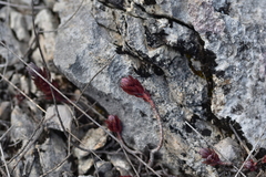 Petrosedum ochroleucum