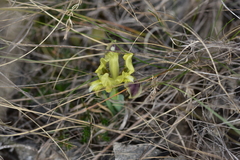 Iris adriatica