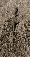 Podarcis virescens