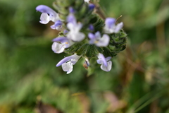 Salvia pratensis pratensis