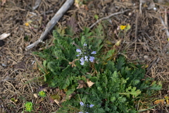 Salvia pratensis pratensis