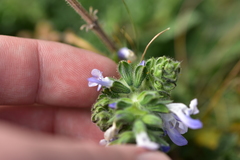 Salvia pratensis pratensis