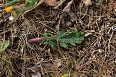 Salvia pratensis pratensis