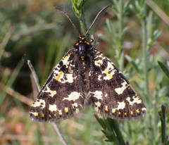 Eurranthis plummistaria