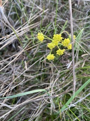 Lomatium bradshawii