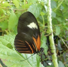 Heliconius erato emma
