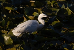 Egretta garzetta