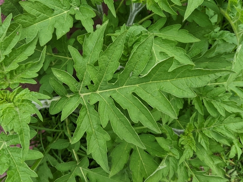 Image of Altamisa (Ambrosia arborescens) by no rights reserved