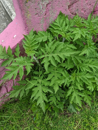 Image of Ambrosia arborescens by no rights reserved