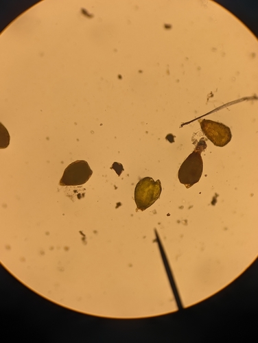 Image of Bryum barnesii by no rights reserved