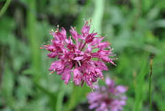 Allium prattii