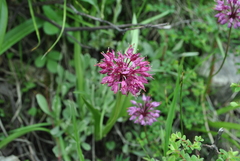 Allium prattii